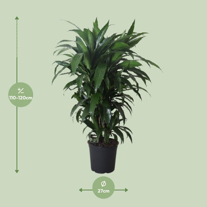 XL plant Dracaena Fragrans Janet Craig - Luchtzuiverend - Pot Ø 27cm Hoogte ↕ 120cm