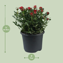 Buitenplant - Rosa Jewel Patio Hot - Bloeiend - Pot Ø 17cm Hoogte ↕ 30cm