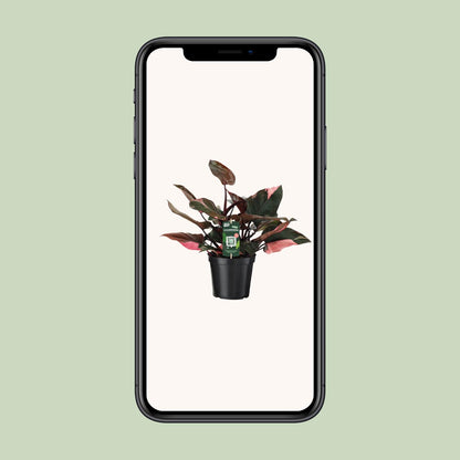 Kamerplant - Philodendron Pink Princess - Pot Ø 19cm Hoogte ↕ 50cm