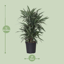 Kamerplant - Dracaena Fragrans Warneckei - Pot Ø 24cm Hoogte ↕ 100cm