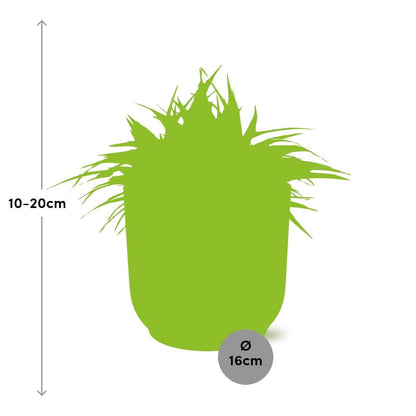 Kamerplant - Chlorophytum Ocean - Pot Ø 16cm Hoogte ↕ 15cm
