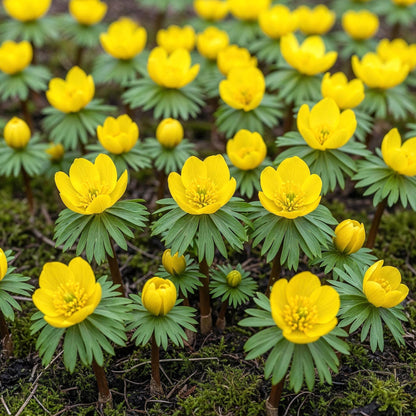 Buitenplant 25x Eranthis Cilicica - Bloembollen Geel - Bolmaat 4/5