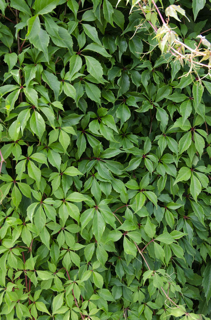 Buitenplant - Parthenocissus q. var. 'Engelmannii' - Klimplant - Pot Ø 15cm Hoogte ↕ 65cm