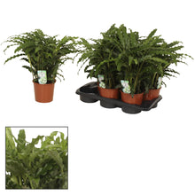 Kamerplant - Calathea Bluegrass - Pot Ø 17cm Hoogte ↕ 65cm