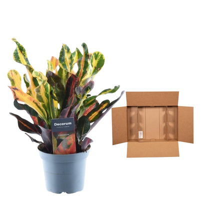 Kamerplant - Codiaeum variegatum 'Mammi' - Pot Ø 12cm Hoogte ↕ 30cm