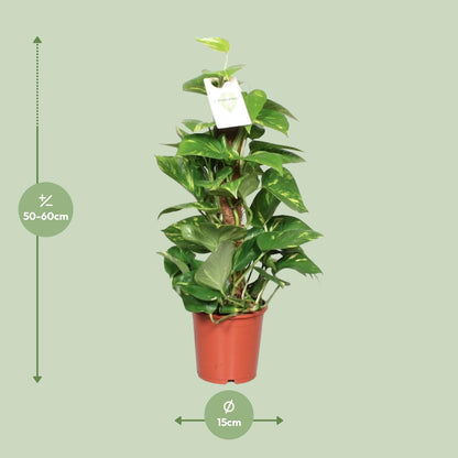 Kamerplant - Epipremnum Pinnatum op Mosstok - Pot Ø 15cm Hoogte ↕ 60cm