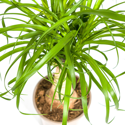 Kamerplant - Beaucarnea Recurvata - Pot Ø 17cm Hoogte ↕ 40-60cm