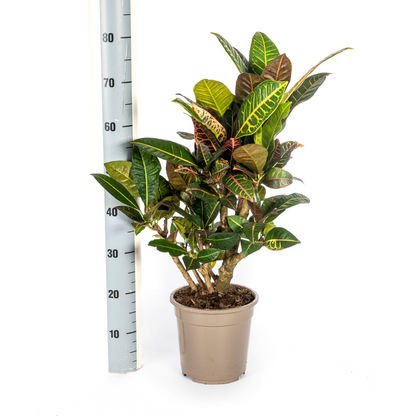 Kamerplant - Codiaeum 'Croton' Petra - Pot Ø 21cm Hoogte ↕ 60-80cm