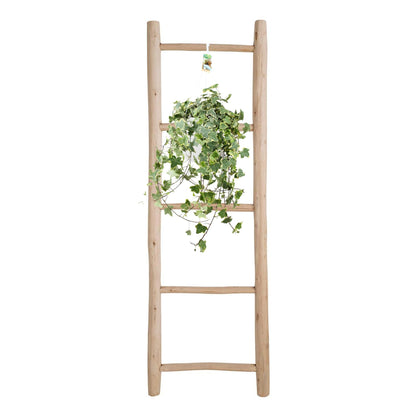 Kamerplant - Hedera Helix Gold Child - Hangplant XXL - Pot Ø 24cm