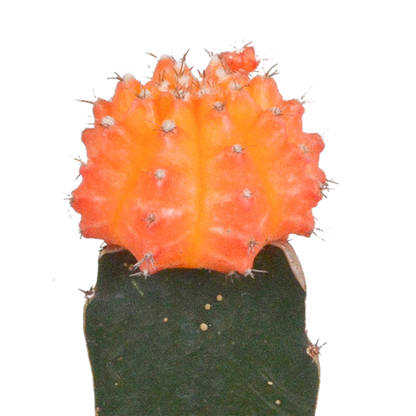 Kamerplant 3x Euphorbia meloformis variegata - Gymnocalycium mix - Pot Ø 5,5cm