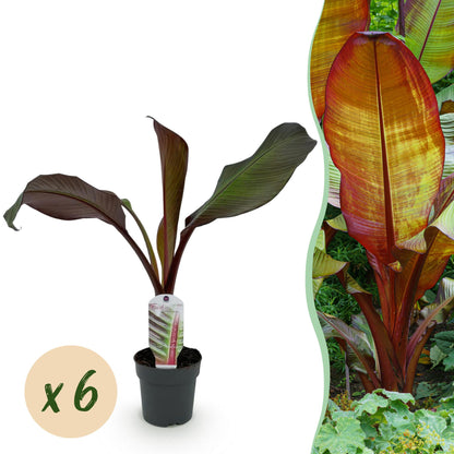 Buitenplant 6x Ensete ventricosum Maurelli - Winterhard - Pot Ø 12cm Hoogte ↕ 30cm