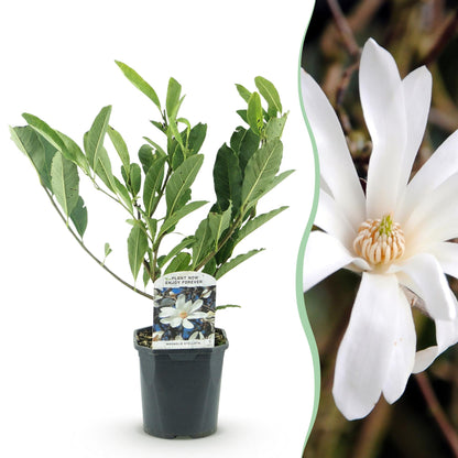 Buitenplant - Magnolia Stellata - Bloeiend - Pot Ø 17cm Hoogte ↕ 45cm