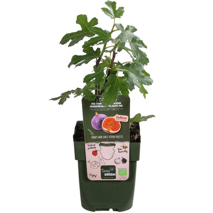 Kamerplant - Ficus Gustissimo Perretta - Pot Ø 13cm Hoogte ↕ 45cm