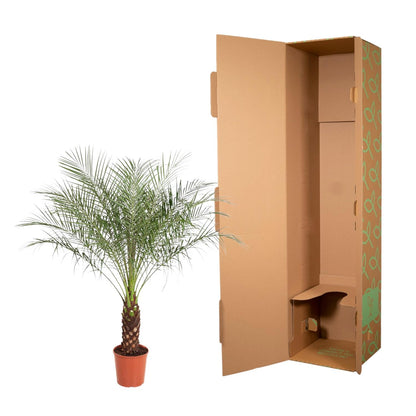 XL kamerplant - Phoenix Roebelenii - Pot Ø 27cm Hoogte ↕ 150cm