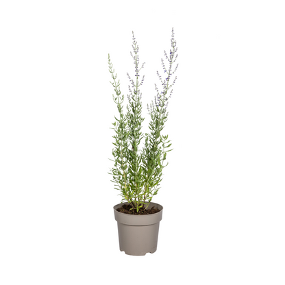 Buitenplant - Perovskia Atriplicifolia - Bloeiend - Pot Ø 19cm Hoogte ↕ 50-60cm