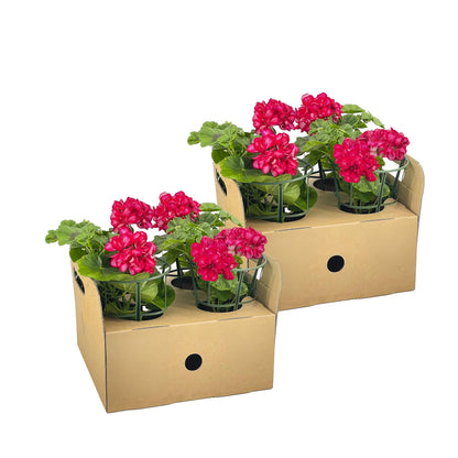 Buitenplant 8x Pelargonium Peltatum Mexica Ruby - Bloeiend - Pot Ø 12cm Hoogte ↕ 20cm