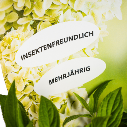 Buitenplant - Hydrangea Paniculata Magical Candle - Bloeiend - Pot Ø 19cm Hoogte ↕ 30-40cm