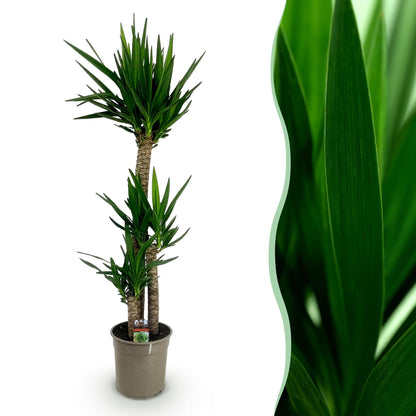 Green boutiQ - Kamerplant - Yucca elephantipes - Yucca - Weinig onderhoud - Groen - 1 - Pot 24cm - Hoogte 140cm