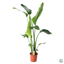 Kamerplant - Strelitzia Nicolai - Pot Ø 21cm Hoogte ↕ 100cm