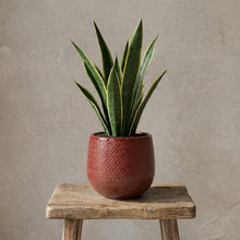 Pot Gabriel Rond Bordeaux - Ø 14cm