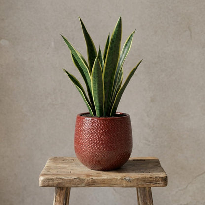 Pot Gabriel Rond Bordeaux - Ø 14cm