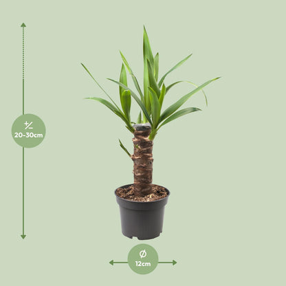 Kamerplant - Yucca Elephantipes - Pot Ø 12cm Hoogte ↕ 30cm
