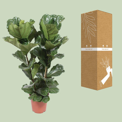 Kamerplant - Ficus Lyrata - Pot Ø 27cm Hoogte ↕ 100cm