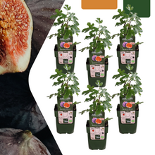 Buitenplant 6x Biologische Vijgenboom - Pot Ø 13cm Hoogte ↕ 20cm