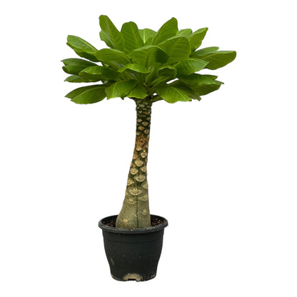 Kamerplant - Brighamia Insignis - Pot Ø 12cm Hoogte ↕ 25cm