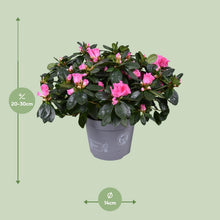 Buitenplant - Azalea Rose Vogel - Bloeiend - Pot Ø 14cm Hoogte ↕ 30cm
