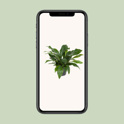 Kamerplant - Anthurium Jungle Bush - Pot Ø 30cm Hoogte ↕ 70cm