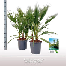 Buitenplant - Washingtonia Robusta - Pot Ø 28cm Hoogte ↕ 90cm