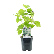 Buitenplant - Hydrangea arborescens Annabelle - Bloeiend - Pot Ø 17cm Hoogte ↕ 50cm