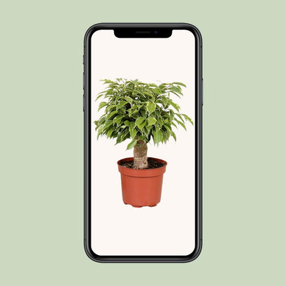 Kamerplant - Ficus Benjamina Kinky - Pot Ø 12cm Hoogte ↕ 28cm