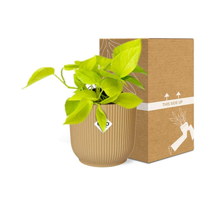 Kamerplant - Epipremnum Pinnatum 'Golden Pothos' - Pot Ø 14cm
