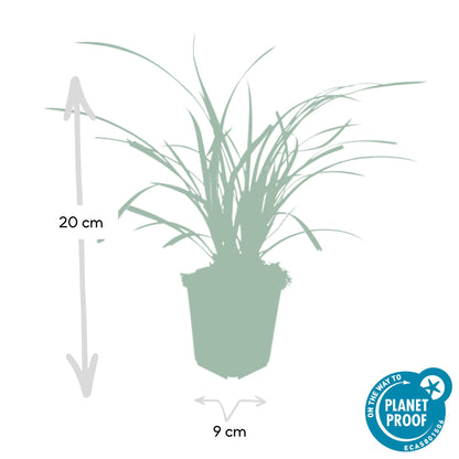 Buitenplant 60x Carex morrowii 'Ice Dance' - Pot Ø 9cm Hoogte ↕ 10-25cm