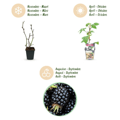 Buitenplant 6x Rubus 'Black Satin' - Braam - Winterhard - Pot Ø 9cm Hoogte ↕ 25cm