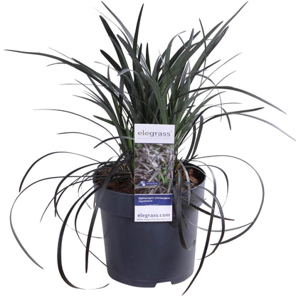 Buitenplant - Ophiopogon planiscapus Nigrescens - Pot Ø 14cm Hoogte ↕ 30cm