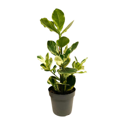 Kamerplant - Clusia Rosea White Star - Pot Ø 17cm Hoogte ↕ 60cm