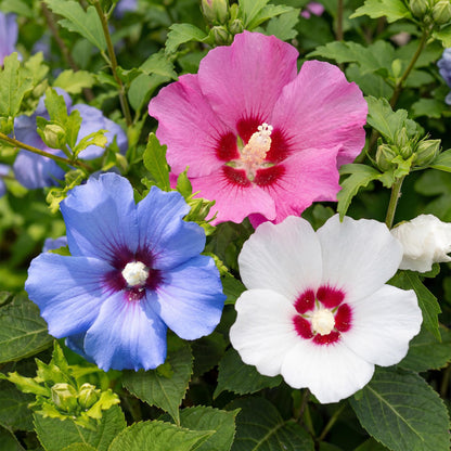 Buitenplant 3x Hibiscus syriacus 'Tricolour' - Bloeiend - Pot Ø 17cm Hoogte ↕ 45cm