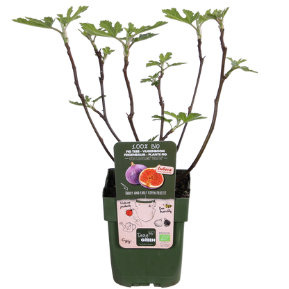 Kamerplant - Ficus Gustissimo Perretta - Pot Ø 13cm Hoogte ↕ 45cm