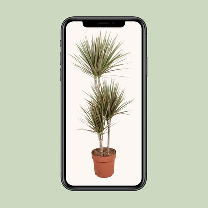 XL kamerplant - Dracaena Bicolor - Pot Ø 21cm Hoogte ↕ 120cm
