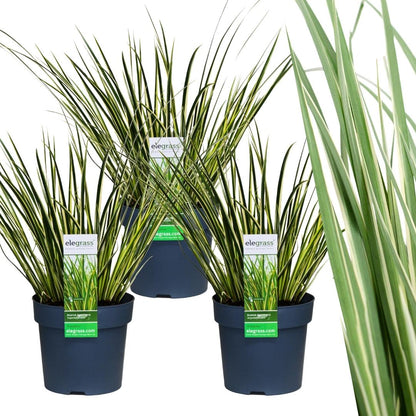 Buitenplant 3x Acorus gramineus 'Argenteostriatus' - Pot Ø 14cm Hoogte ↕ 30cm