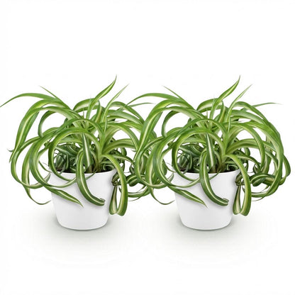 Kamerplant 2x Chlorophytum comosum Bonnie - Krullende Graslelie - Pot Ø 12cm Hoogte ↕ 20cm