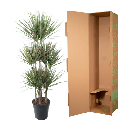XL Kamerplant - Dracaena Bicolor Carrousel - Pot Ø 31cm Hoogte ↕ 150cm