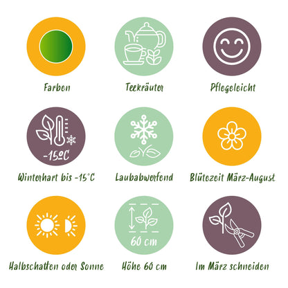 Buitenplant 24x Borderpakket Thee Kruiden - Vaste planten - Pot Ø 11cm Hoogte ↕ 10-25cm