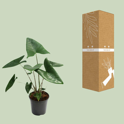 Kamerplant - Alocasia Zebrina - Pot Ø 21cm Hoogte ↕ 80cm