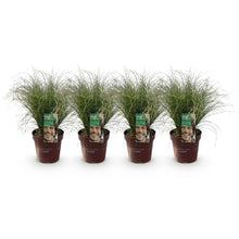 Buitenplant 4x Carex comans 'Frosted Curls' - Bladhoudend - Pot Ø 17cm Hoogte ↕ 50cm