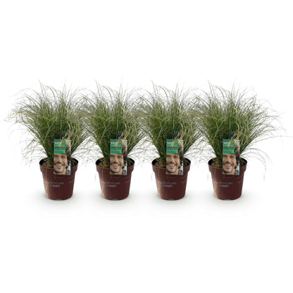 Buitenplant 4x Carex comans 'Frosted Curls' - Bladhoudend - Pot Ø 17cm Hoogte ↕ 50cm