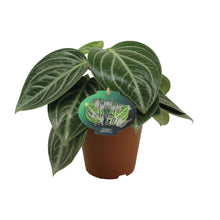 Kamerplant - Peperomia Sarcophylla - Pot Ø 15cm Hoogte ↕ 25cm